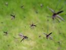 Рамат-Ган, Бат-Ям, Тель-Авив: новые очаги комаров-переносчиков западно-нильской лихорадки