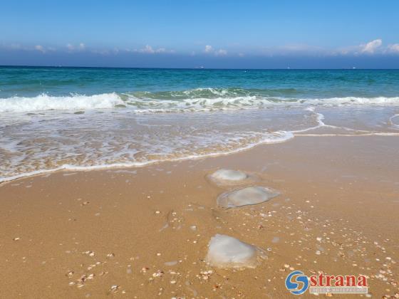 К концу июня в Израиль приплывет огромный рой медуз
