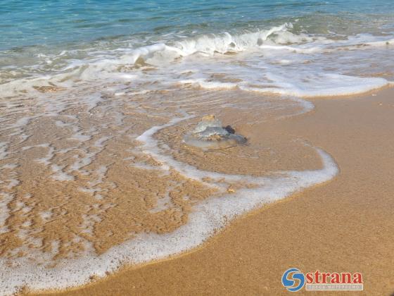 Ситуация на пляжах: штиль, около побережья Средиземного моря высокая концентрация медуз
