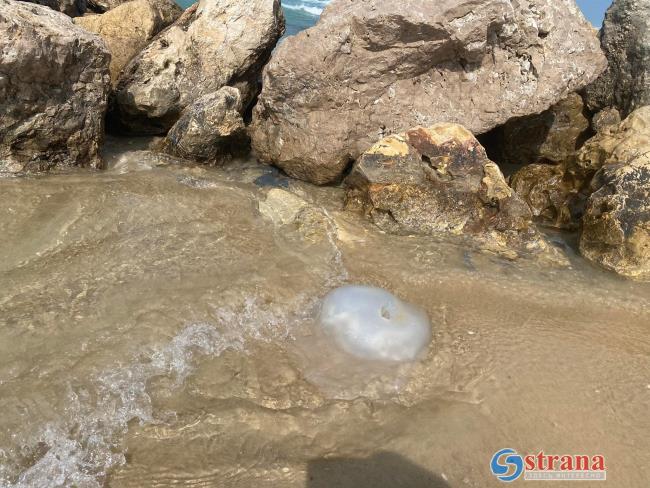Ученый рассказал, когда медузы уплывут от израильского побережья