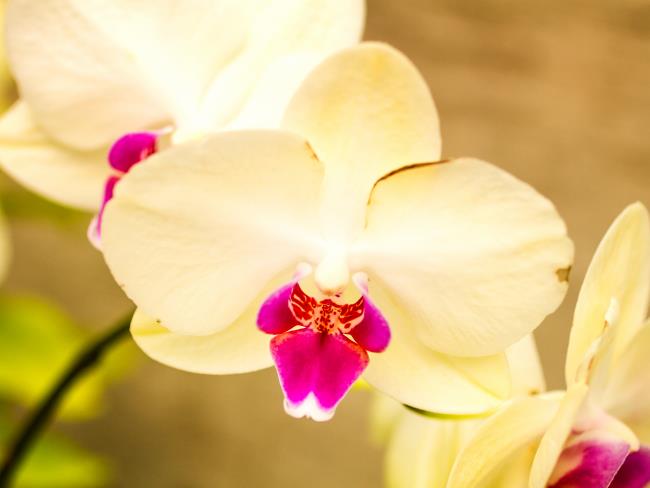 Израильтянка пыталась ввезти сотни орхидей, зараженных опасным вирусом